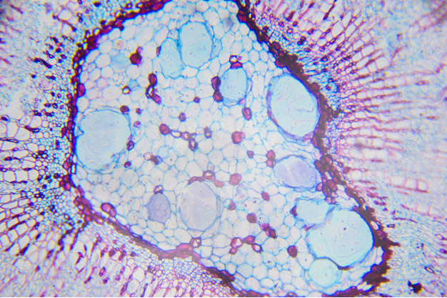 מגמת ביולוגיה
